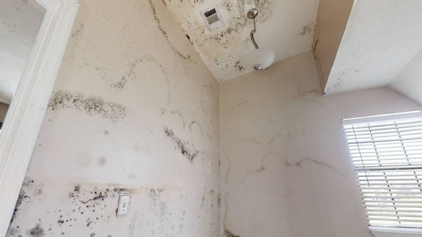 Best Biohazard Mold Removal  in Newark, DE