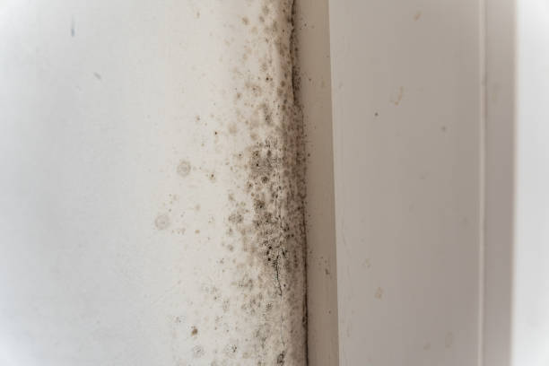 Best Attic Mold Removal  in Newark, DE