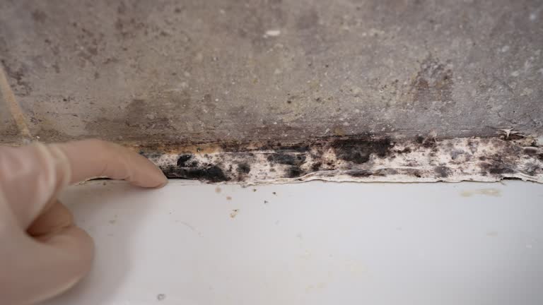 Best Dehumidification Services  in Newark, DE